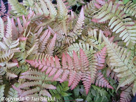 Dryopteris erythrosora, ruska-alvejuuri